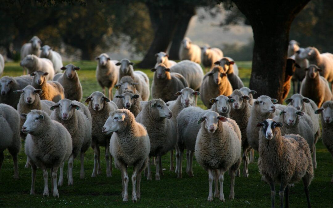 Vive una mañana entre ovejas en el hotel rural Las Corchuelas en Monfragüe