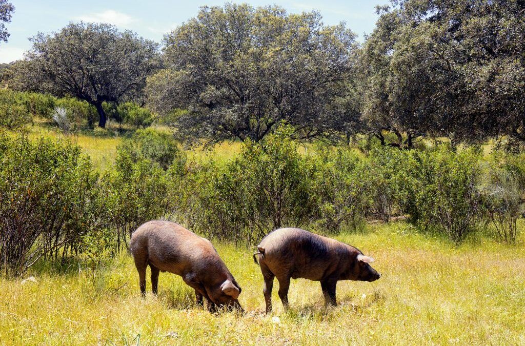 Descubre la tradición de la cría del cerdo ibérico en Las Corchuelas: Un viaje a la esencia de Extremadura