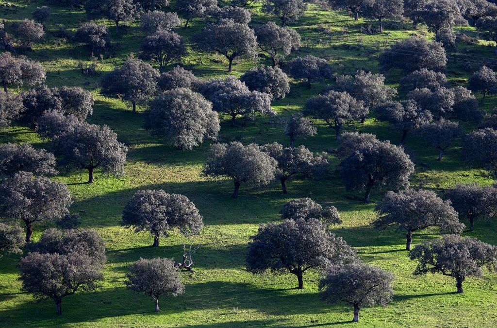 Nature Photography in Monfragüe: Tips for Capturing the Essence of the ParkMonfragüe