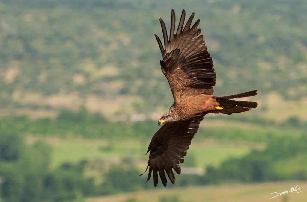 Black Kite: Characteristics, habitat, and observation in Monfragüe