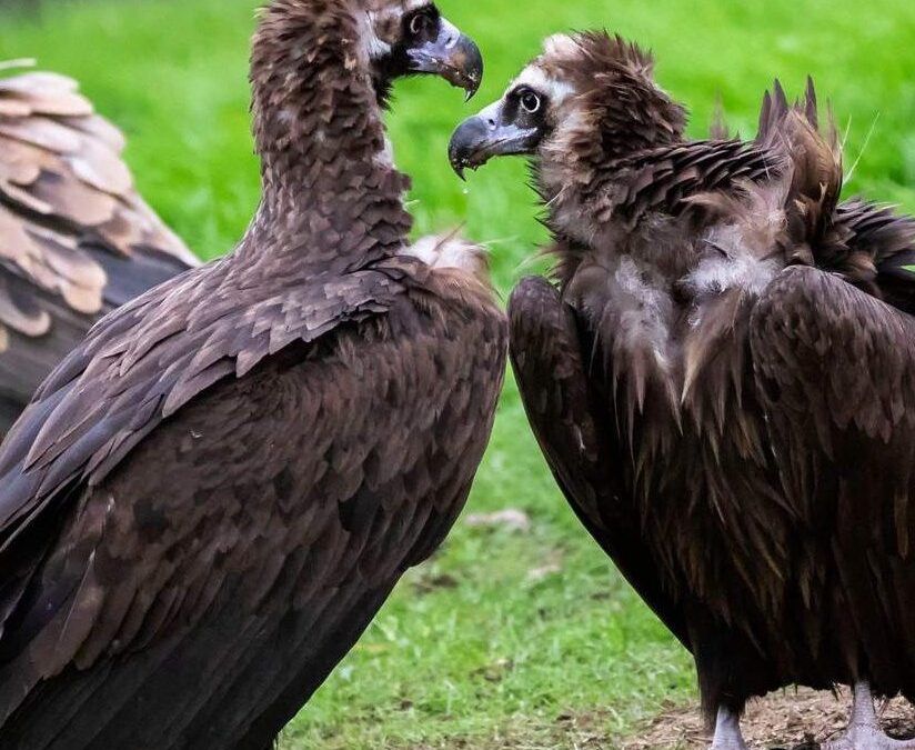 Buitre negro: hábitat y mejores lugares para observarlo en Monfragüe