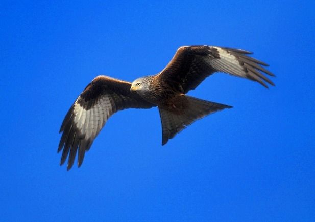 Milano real: mejores lugares para observarlo en Monfragüe