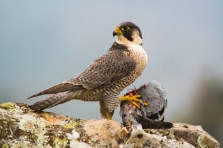 Peregrine Falcon: everything about its habitat, characteristics, and best places to observe it