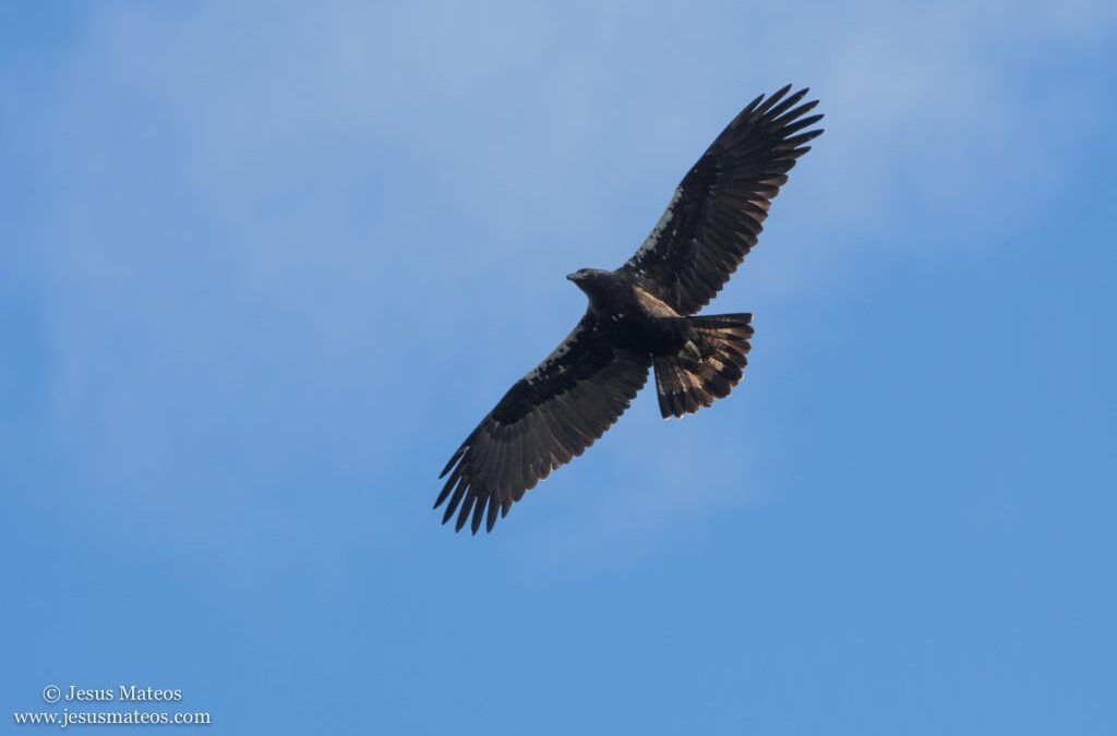 Guía de identificación del Águila Imperial Ibérica en Monfragüe