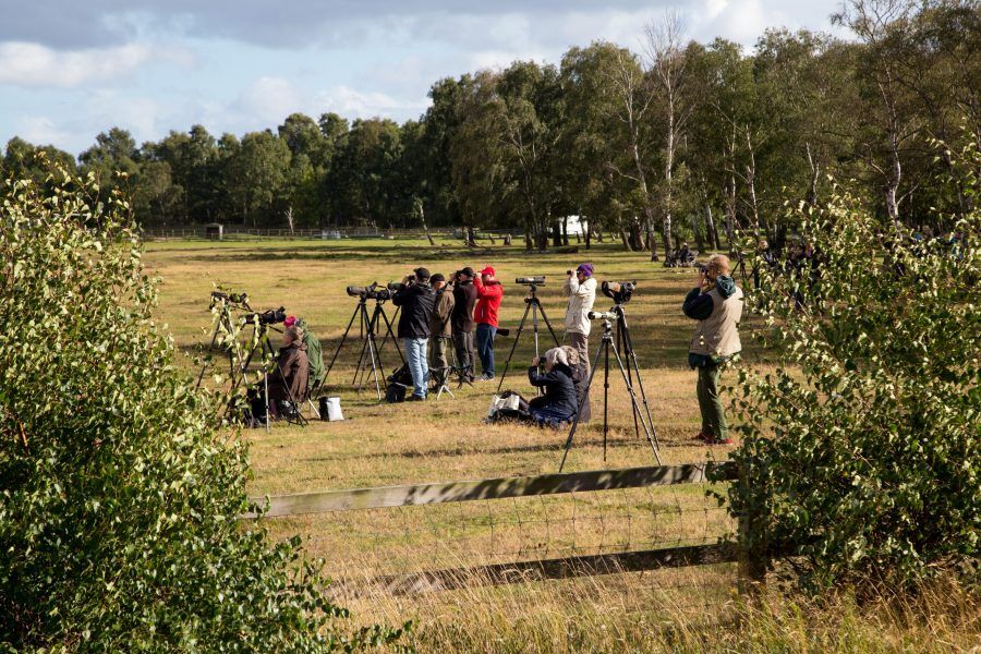 Falsterbo Bird Show 2025: All you need to know about Northern Europe’s top birdwatching event