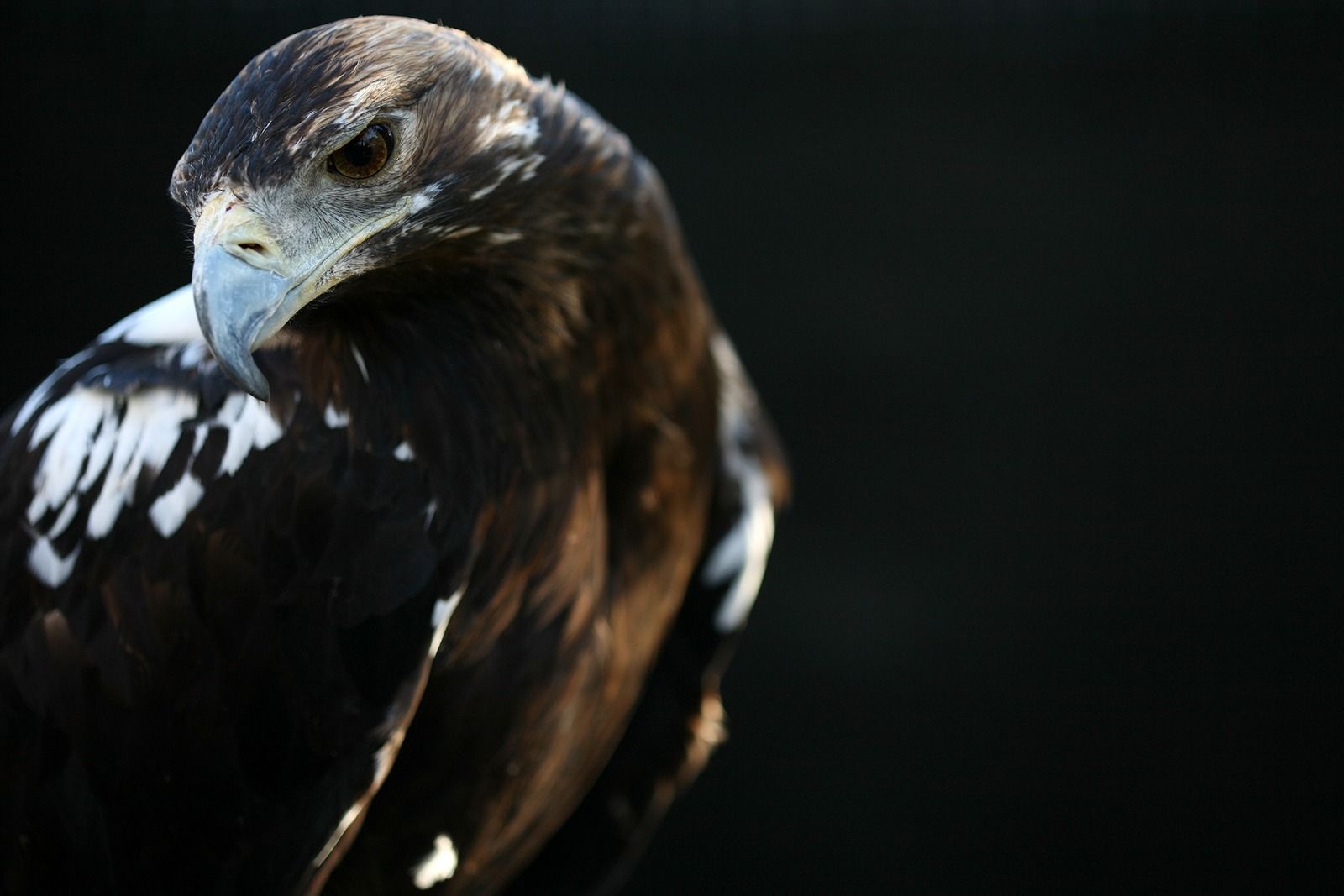 AGUILA IMPERIAL