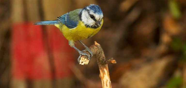 Banner-Monfragueornitologia-birdwatching-768x365