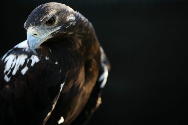 Birdwatching-3-scaled-1-600x400