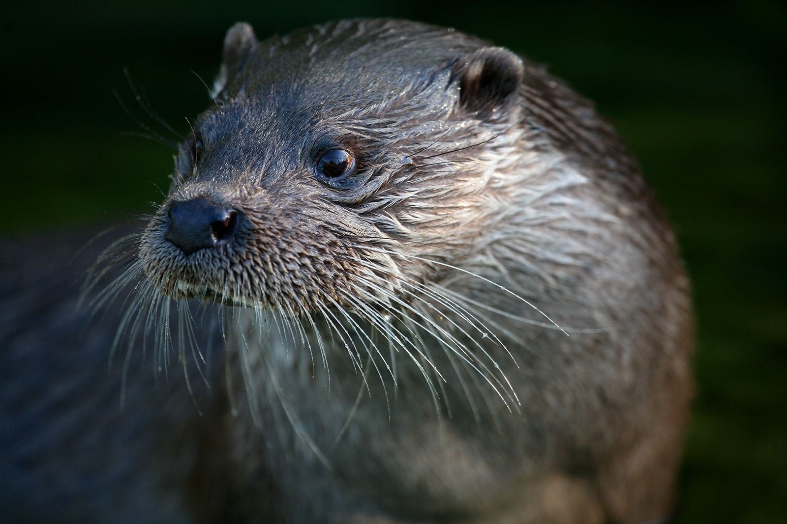 NUTRIA3-1
