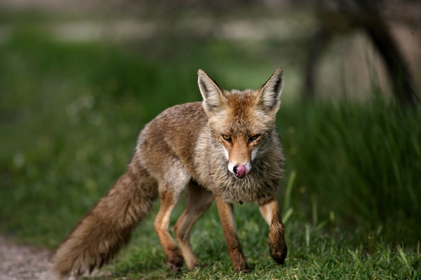 Zorro_Vulpes-vulpes01-1