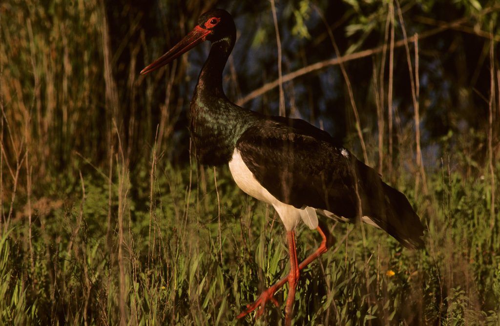 Las mejores épocas para el avistamiento de aves en Extremadura