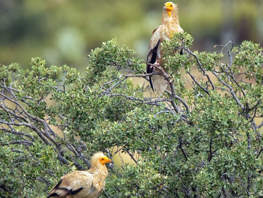 Observación de carroñadas en Las Corchuelas: un espectáculo único de la naturaleza en Monfragüe